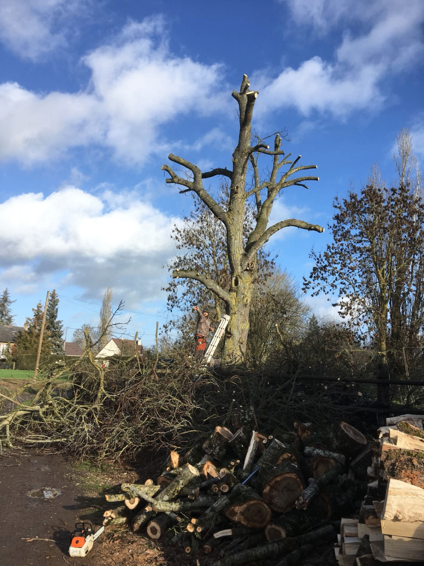 Démontage d'un grand arbre étêté avec tas de bois