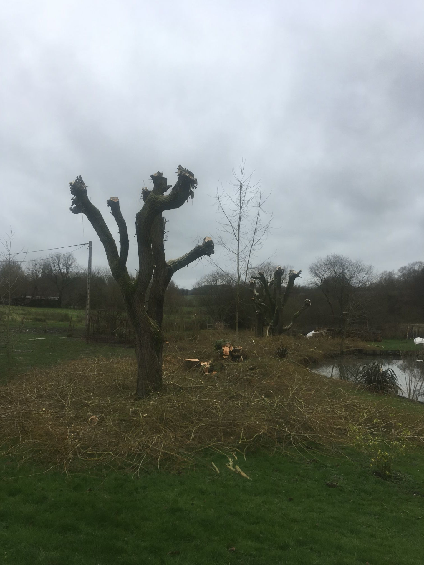 Arbre têtard après taille en bord de pièce d'eau