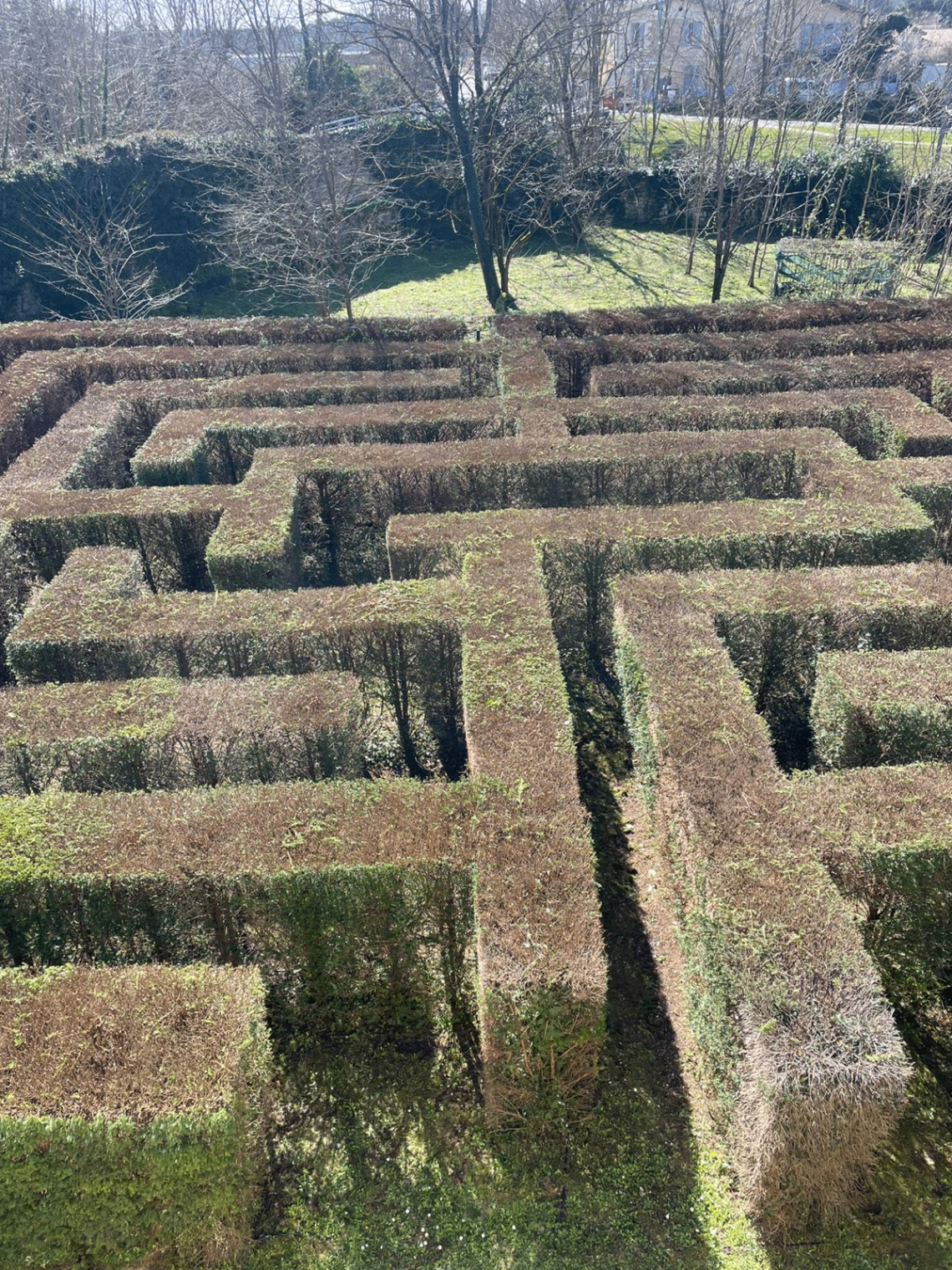 Grande haie de labyrinthe taillée avec précision