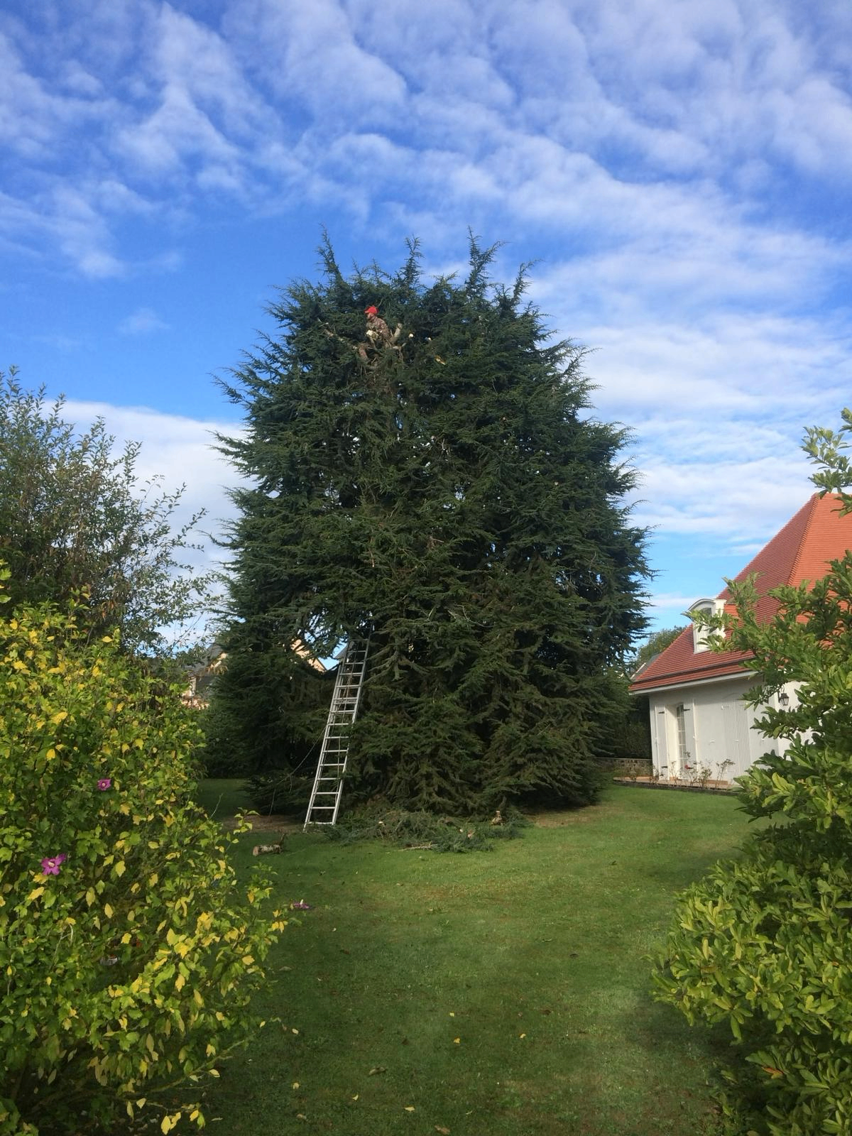 Élagueur en hauteur dans un grand conifère