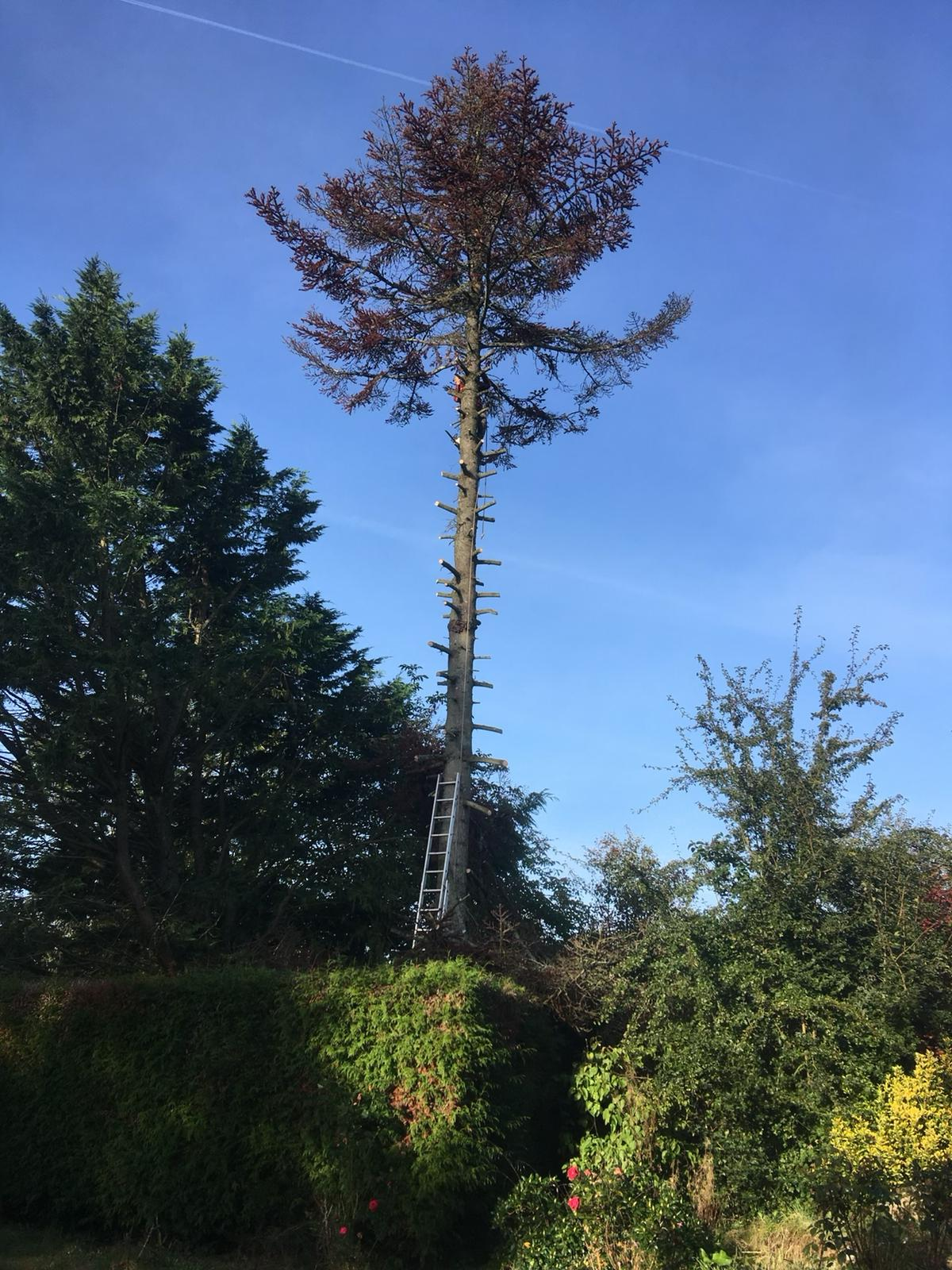 Arbre taillé et sécurisé en hauteur dans un jardin résidentiel
