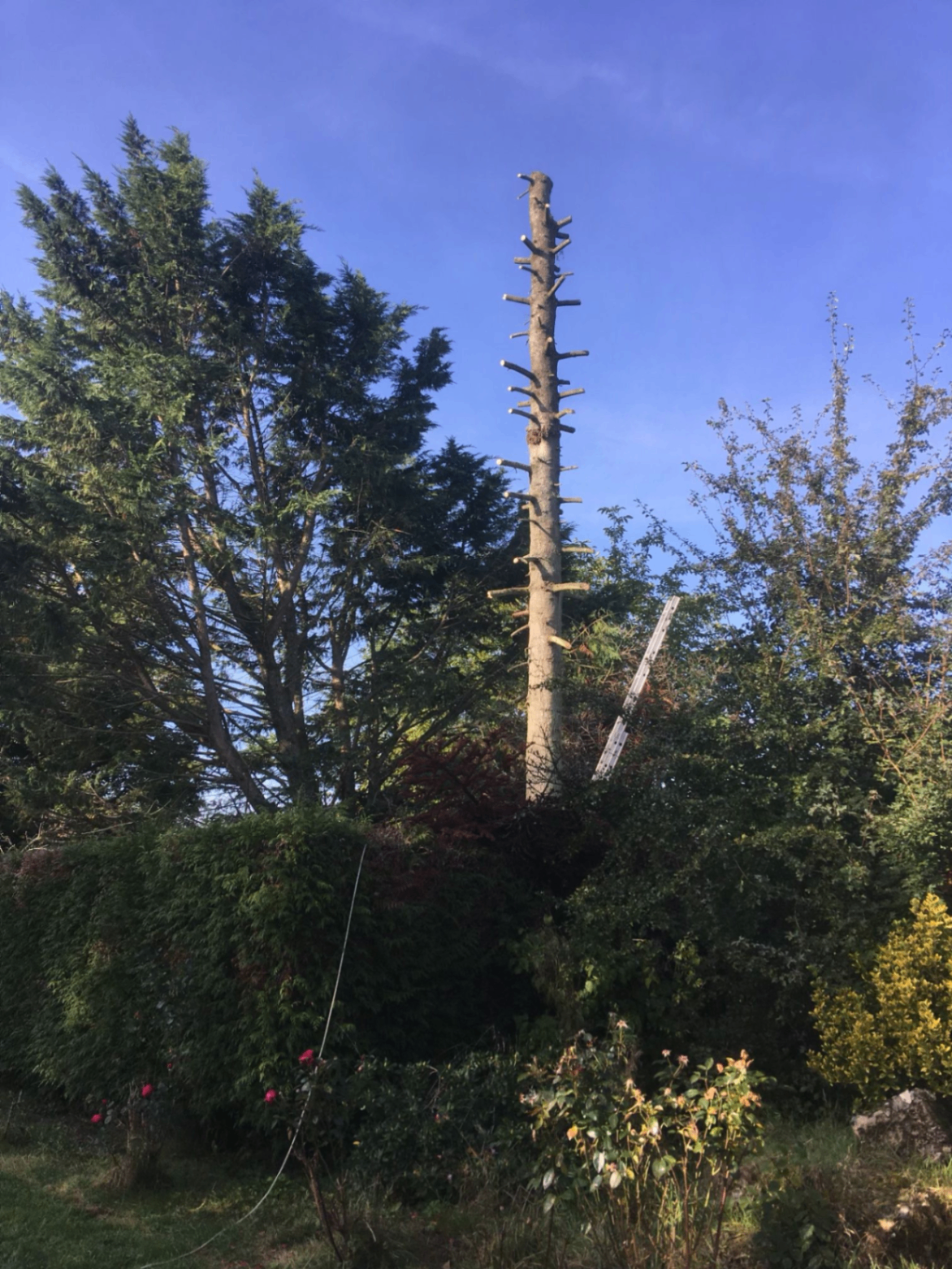 Haies et massifs entretenus dans un jardin paysagé